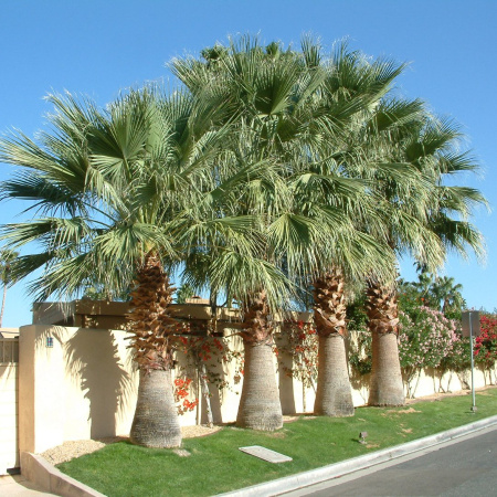 Пальма Вашингтония нитеносная, семена (лат. Washingtonia filifera)