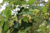Шелковица белая (лат.Morus alba), семена