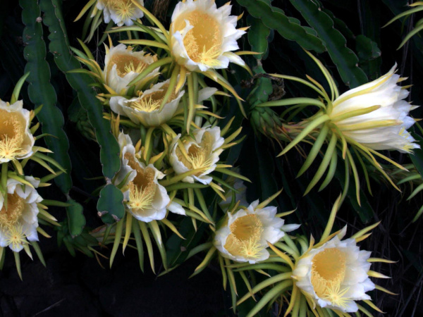 Питахайя Драконий фрукт (лат. Hylocereus undatus), саженцы, 3 шт