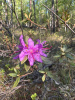 Рододендрон мелколистный (лат. Rhododendron parvifolium), семена 0,02 грамма