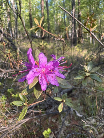 Рододендрон мелколистный (лат. Rhododendron parvifolium), семена 0,02 грамма