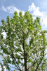 Черемуха поздняя (лат. Prunus serotina), семена