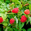 Малина обыкновенная (лат. Rubus idaeus), семена