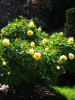 Пион Делавея (лат. Paeonia delavayi), семена
