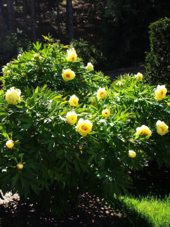 Пион Делавея (лат. Paeonia delavayi), семена