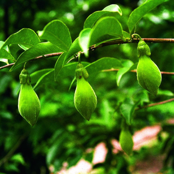 Агаровое дерево, или Аквилария китайская (лат. Aquilaria sinensis), семена