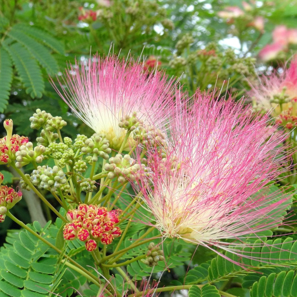 Ленкоранская акация розовая, или Альбиция ленкоранская (лат. Albizia julibrissin), семена