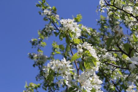 Груша уссурийская (лат. Pyrus ussuriensis), семена
