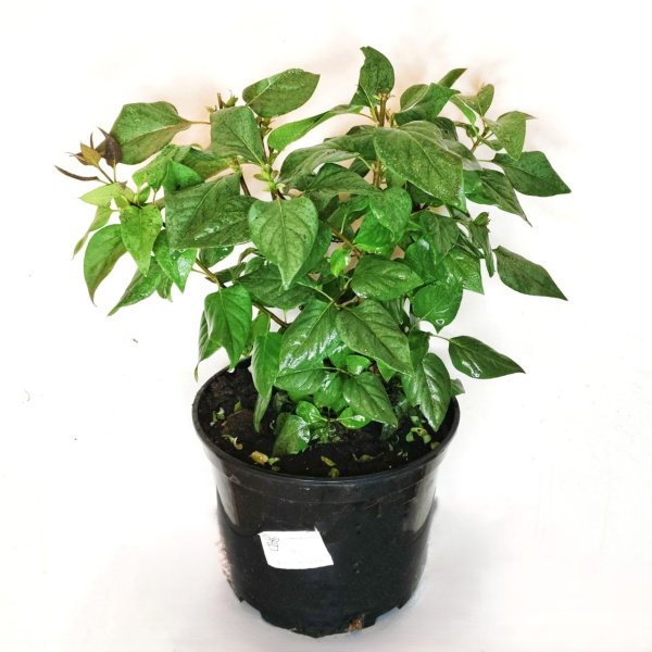 Сирень обыкновенная (лат. Siringa vulgaris), саженец, 1 шт