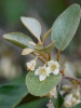 Лох крупнолистный (лат. Elaeagnus macrophylla), семена