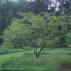 Клен четырехмерный (лат. Acer argutum), семена
