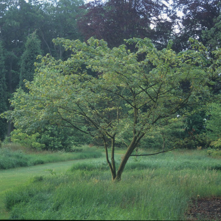 Клен четырехмерный (лат. Acer argutum), семена