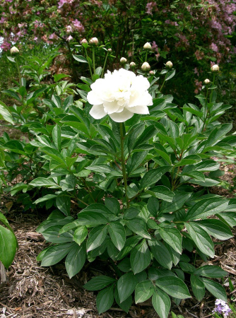 Пион молочноцветковый 'A la Mode' (лат. Paeonia lactiflora 'A la Mode'), семена