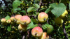 Яблоня лесная (лат. Malus sylvestris), семена