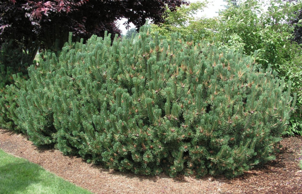 Сосна горная мугус (лат. Pinus mugo mughus), саженец, 1 шт