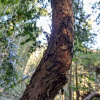 Тис китайский (лат. Taxus chinensis), семена