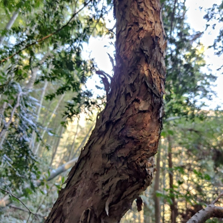 Тис китайский (лат. Taxus chinensis), семена