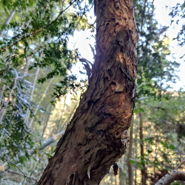 Тис китайский (лат. Taxus chinensis), семена