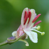 Жимолость альпийская (лат. Lonicera alpigena L.), семена