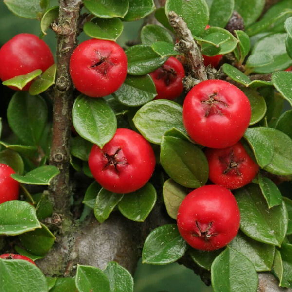 Кизильник Даммера (лат. Cotoneaster dammeri), семена