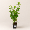 Гортензия метельчатая Полярный медведь (лат. Hydrangea paniculata 'Polar Bear') С3, саженец