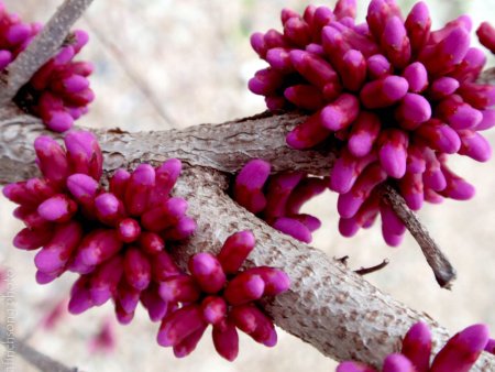 Багрянник китайский (лат. Cercis chinensis), семена