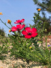 Лен крупноцветковый красный (лат. Linum grandiflorum), семена 100 шт