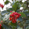 Рябина дуболистная (лат. Sorbus thuringiaca), семена