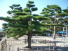 Сосна эльдарская (лат. Pinus eldarica), семена