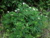 Бузина травянистая (лат. Sambucus ebulus), в ягодах