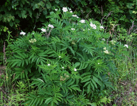 Бузина травянистая (лат. Sambucus ebulus), в ягодах