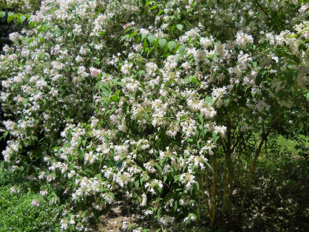 Кольквиция прелестная (лат. Kolkwitzia amabilis), семена