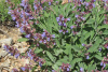 Шалфей лекарственный (лат. Salvia officinalis), 100 шт