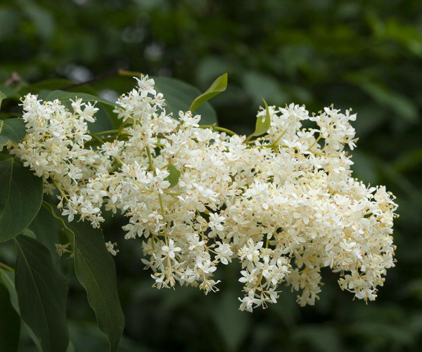 Сирень амурская (лат. Syringa amurensis), семена