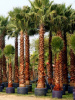 Пальма Вашингтония нитеносная (лат. Washingtonia filifera), саженец, 1 шт