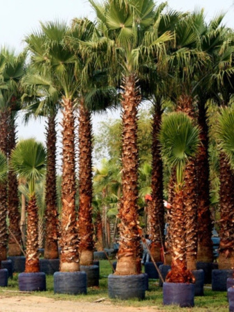 Пальма Вашингтония нитеносная (лат. Washingtonia filifera), саженец, 1 шт