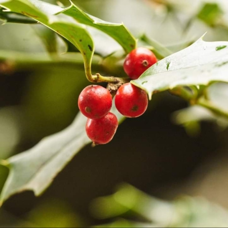 Падуб колхидский (лат. Ilex colchica), семена
