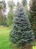 Ель колючая голубая Кейбаб (лат. Picea pungens 'Kaibab'), семена