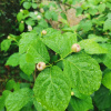 Каликант Чашецветник китайский (лат. Calycanthus chinensis), семена