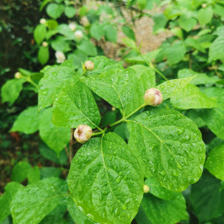 Каликант Чашецветник китайский (лат. Calycanthus chinensis), семена