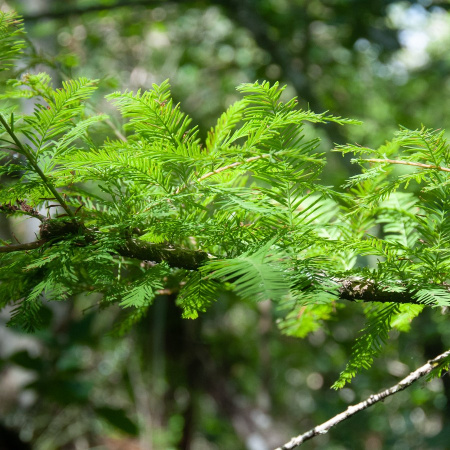 Таксодиум двурядный, или болотный кипарис обыкновенный (лат. Taxodium distichum), семена