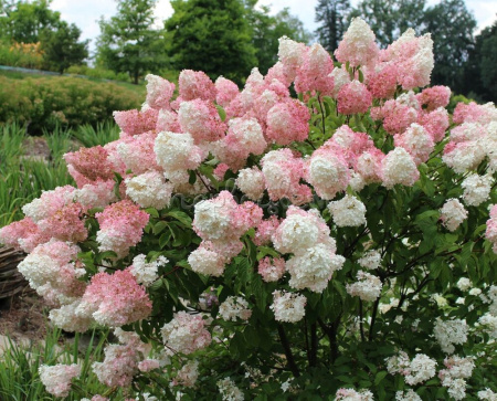 Гортензия метельчатая Ванилла Фрайз (лат. Hydrangea paniculata 'Vanille Fraise') С3, саженец