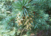 Псевдотсуга Мензиса (лат. Pseudotsuga menziesii), ф. голубая, семена