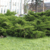 Можжевельник ложноказацкий (лат. Juniperus pseudosabina), семена
