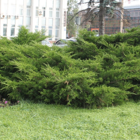 Можжевельник ложноказацкий (лат. Juniperus pseudosabina), семена