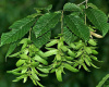 Граб обыкновенный (лат. Carpinus betulus), семена