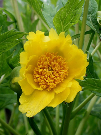 Пион Делавея (лат. Paeonia delavayi), семена