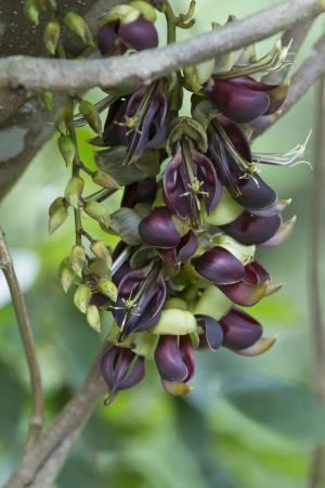 Мукуна вечнозелёная (лат. Mucuna sempervirens) 5 шт, семена