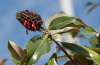 Магнолия крупноцветковая  (лат. Magnolia grandiflora), семена