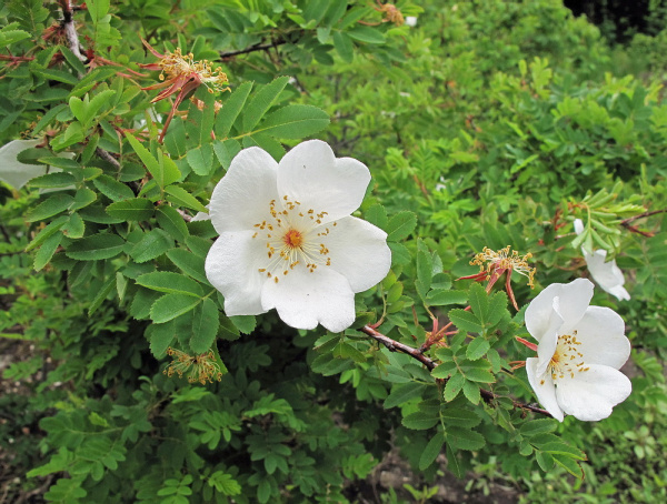 Роза Максимовича (Rosa maximowicziana), семена 